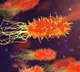 Shigella infection traces in Kerala
