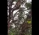 Monkeys taken corona samples and climbed a tree