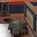 Crocodile in Kerala Temple