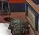 Crocodile in Kerala Temple