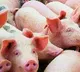 China says no harm with Swine Flu latest version