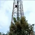 Honey bees attacks on a youth who climbed for lover