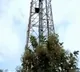 Honey bees attacks on a youth who climbed for lover