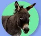 India to soon get dairy for donkey milk
