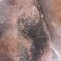 Discovered in Bhimbetka Indias lone fossil of worlds oldest animal
