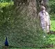 Narendra Modi With Peacocks Pics Viral