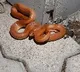Rarest Red Coral Kukri Snake spotted in Uttar Pradesh