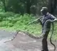 15 feet King Cobra rescued by forest officials in Tamil Nadu