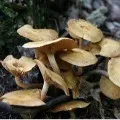 Man takes mushrooms tea into veins