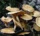 Man takes mushrooms tea into veins
