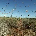 India may face bigger locust attack warns UNO