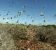 India may face bigger locust attack warns UNO