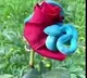 Blue colour pit viper attracts attentions on social media