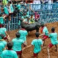 Tamilnadu people participates in Jallikattu on the eve of Pongal