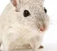 rat goes under the knife