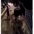 Man throws dog into Bhopal lake video goes viral probe on