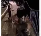 Man throws dog into Bhopal lake video goes viral probe on
