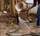 King Cobra enjoys head bath
