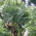 Telangana government shows interest on short Palmyra trees