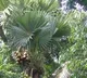 Telangana government shows interest on short Palmyra trees