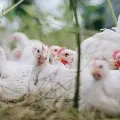 chicken rate down in delhi