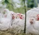 chicken rate down in delhi
