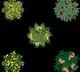 Neem Herb In Corona Virus Treatment