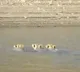 Lions swims in a reservoir at Gir Forest