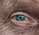 Harvard medical school research on rats eye sight
