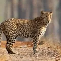 Leopard wandering in Tirumala karnataka satra