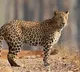 Leopard wandering in Tirumala karnataka satra