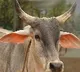 Son of Panneerselvam makes cow and an ox reunion in Tamilnadu