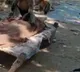 A flock of monkeys reached the weeds of an elderly woman became a matter of discussion