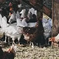 Bird Flu wont harm says TS govt