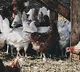 Bird Flu wont harm says TS govt