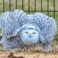 Snowy Owl Spotted In New Yorks Central Park For The First Time In Over A Century