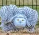 Snowy Owl Spotted In New Yorks Central Park For The First Time In Over A Century