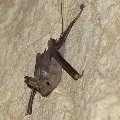 Bats were bitten Wuhan researchers while taking samples in cave