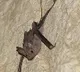 Bats were bitten Wuhan researchers while taking samples in cave