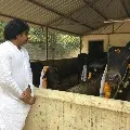 Pawan Kalyan Kanuma celebrations at his farm house
