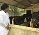 Pawan Kalyan Kanuma celebrations at his farm house