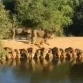 Video Shosh Lion Not comes as Single