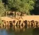 Video Shosh Lion Not comes as Single