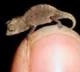 Worlds Smalest Chameleon is in Madagaskar