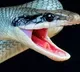 Snake bites a teenager eight times in a month