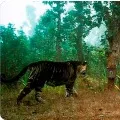 Very rare black tiger spotted in Odisha