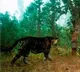 Very rare black tiger spotted in Odisha