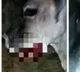 Pregnant cows jaw blown off due to explosive