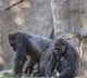 San Diego Zoo gorillas test positive for corona