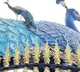 Peacock at KBR Park
